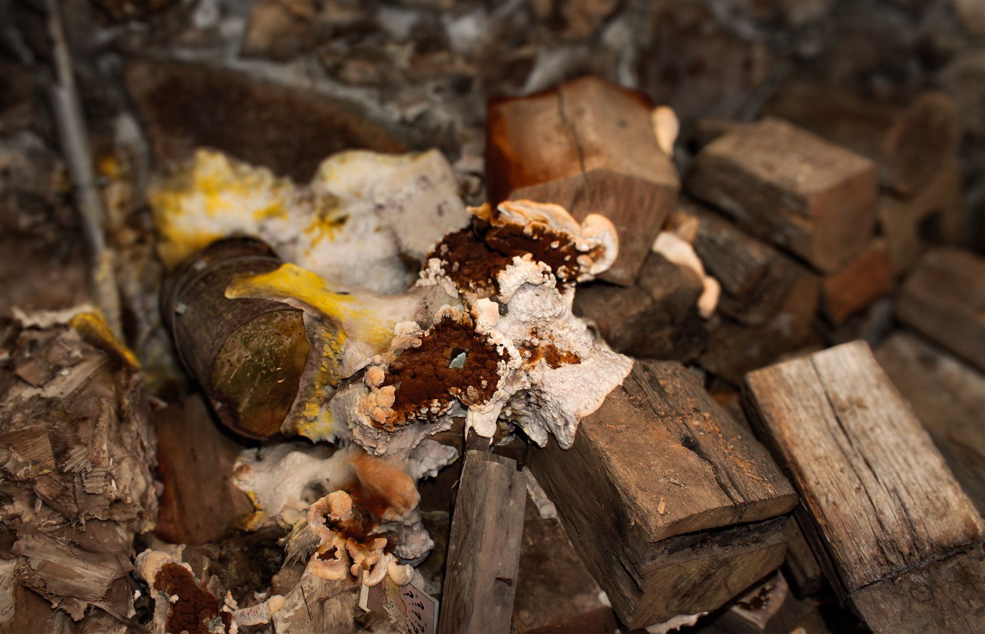 Pilze und Insekten im Holz? Jetzt handeln, bevor es teuer wird.